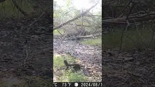 American mink walking a I to the woods #minks #massachusetts #trailcam #trailcamera #wildlife