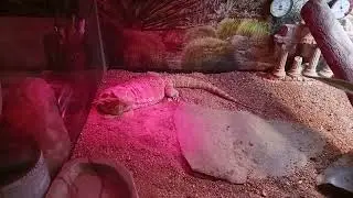Power Outage, but we're keeping Charles our Bearded Dragon cozy with the backup generator!