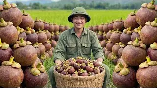 Mangosteen harvest | real farm work with natural field sounds.