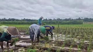 AMAZING VILLAGE FARMING! PLANTING RICE SEEDLINGS WITHOUT ANY HIGH-TECH TOOLS! - Agriculture Farming