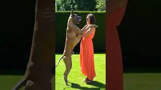 The best couple love Dogs 💝 #Shorts #rottweiler #dogs #doggielife #dogs #doggiecorgi #doggie