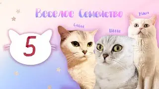 Приколы 2020, смешные котята, кошки, кот,deckkater, bkhkitten, bkhkatzen, Tiere2020,Witzen2020,cats.