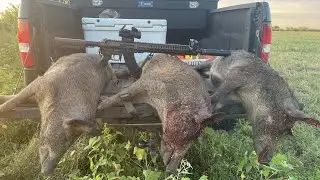 Silent Stalk & Triple Hog Takedown | 7.62x39 Morning Hunt