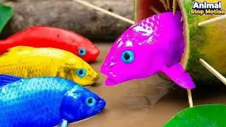 Cute Fish Eats Worms 🐟 Stop Motion Animation | Fish Feeding Frenzy | Animal Stop Motion