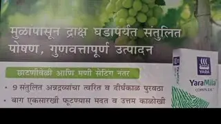१००% द्राक्ष बाग एक्स्पोर्ट होणार 2.5 हेक्टर क्षेत्र मध्ये 40 लाख रुपयांची लॉटरी लागणार दर वर्षी 👌👍🙏