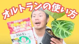 【初心者必見】こうやって使うのか！オルトランの効果と使い方、注意点を解説！【観葉植物】