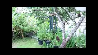 Vindspel Nature`s Melody 24