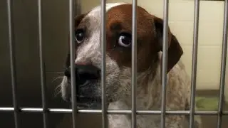 Sad Dog Story - 