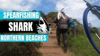 Spearfishing Shark Northern Beaches