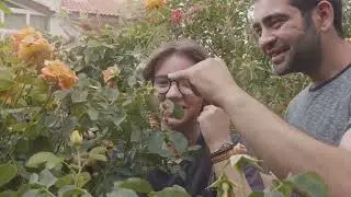 Introduction to the Original Mollisonian Permaculture Principles