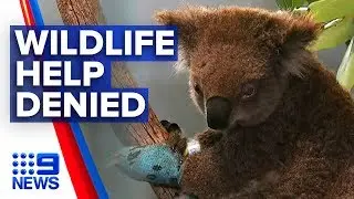 Wildlife rescue service denied access in bushfire affected areas | Nine News Australia
