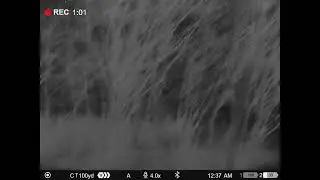 Pulsar Thermion 2 XP50 LRF- Hard charging coyote attacks call