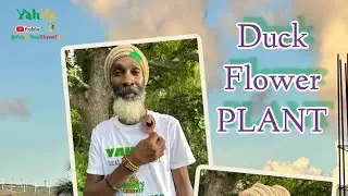 Went into St.Elizabeth with the family for DUCK FLOWER PLANT & MORINGA 