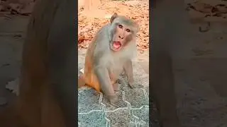cute donkey 🐴💞 & monkey 🐒 funny 🤣#funnyvideos #donkey #monkey #viral #video #funny #shorts #yt