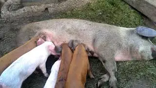Breastfeeding large sows and small piglets