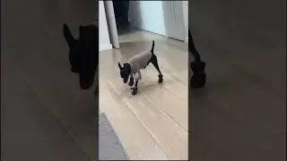 THE HARD LIFE OF A DOG MODEL