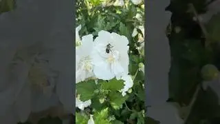 Slow-motion magic 🐝✨ Bees dance around a pure white Rose of Sharon #bees #macrophotography #flowers