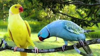 Ringneck Talking Parrot