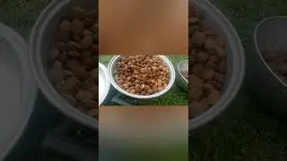 DONE BROKEN ALL SHE'LLS OF APRICOTS.NUTS TASTE SIMILAR TO ALMONDS