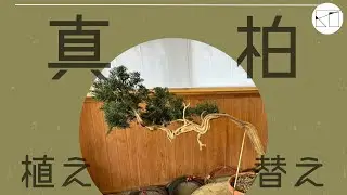 【真柏】幹の流れに合わせた鉢写り　part1　（Shimpaku）Chinese Junuiper