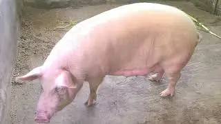 Опасности инбридинга у свиней