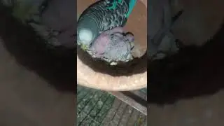 budgies Babe #parrotlover #viral #ytshorts #shortvideo # #parrot #budgiesbreeding  #feedingbaby