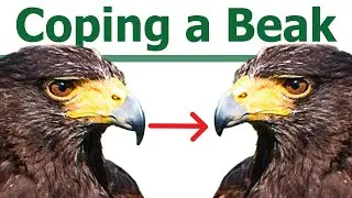 FIXING MY HAWKS BEAK