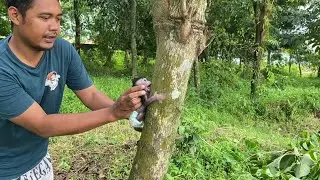 DO NOT TRY TO RELEASE BABY MONKEYS INTO THE FOREST AT AN EARLY AGE