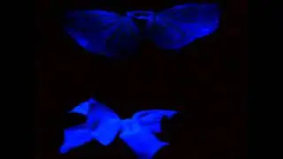 Electric Sunset - Palace (blacklightdance)