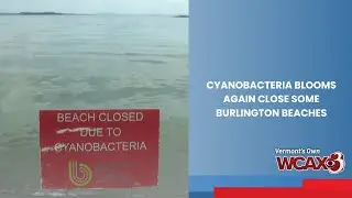 Cyanobacteria blooms again close some Burlington beaches