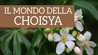 Il sempreverde mondo della Choisya