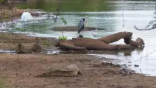 SOUTH AFRICA yellow-billed stork, fish eagle, Kruger n.p. (10 April 2019)