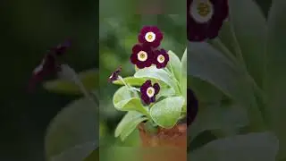 Primula Auricula