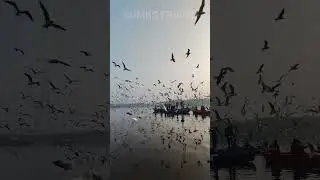 Wings and Waves: Birds Soaring Over Boats