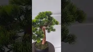 Бонсай на заказ. #бонсай #bonsai #интерьер #стиль #подарок #flowers #design #love #home #homedecor