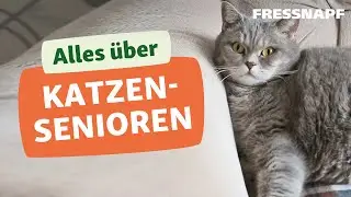 Seniorkatze: Wie alt werden Katzen und wie ver&auml;ndern sie sich?