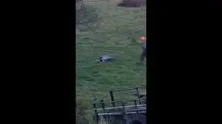Jake taking a skunk out of a live trap.