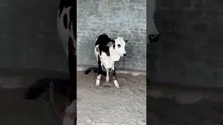 Ablak Bachra For 2024 | #cow #youtube #shorts