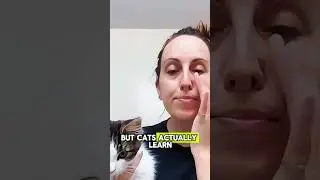 Как кошки учатся, наблюдая за людьми 🧠🐾