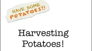 Late Summer Potato Harvest!