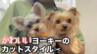 かわいいヨーキーのカットスタイル✂︎（ベルちゃん）（ニアくん）