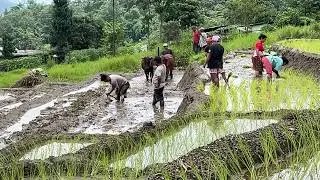 धान रोपाई ॥ #darjeeling #highlights #naturelovers #naturelovers #rice #sittong 