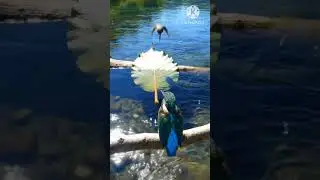 AiVision🐦💦🌿🍃Kingfisher&rsquo;s Leap: A Gentle Push Toward Bravery 💧👀🩵✨