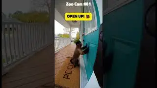 This Monkey&rsquo;s Patience Level 0 😂