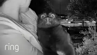 Cat has Hilarious Reaction to Ring Video Doorbell | RingTV