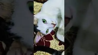 #song #hindisong #music #love #cover #cat #pawsn #cuteanimal #cutecat #cute #pets