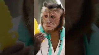 When your dermatologist is a monkey! 🐒✨ #BeautyGoals #MonkeyMagic #PetMakeover #ViralComedy #Glitter