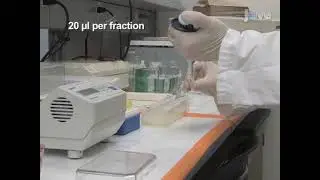 Purification and Visualization of Influenza A Viral Ribonucleoprotein Complexes
