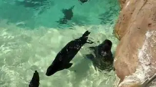 Finger Wiggling with Harbor Seal -- Sea World