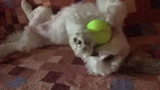 Playtime w/ Dog Shichon